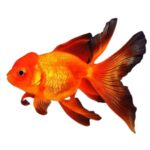 ORANDA JAPON BALIĞI S/M BOY