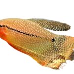 Gurami 8/9 cm (Bal)